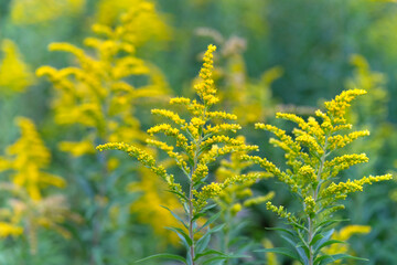 Wall Mural - Yellow flowers of goldenrod. Solidago canadensis, known as Canada goldenrod or Canadian goldenrod. Place for text.