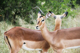 Fototapeta Sawanna - South african impalas