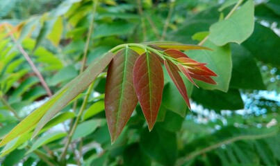 leaves