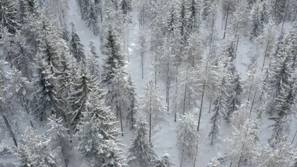 Wall Mural - Aerial view of a boreal forest in winter