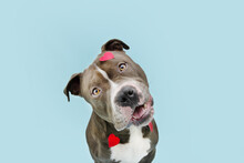 American Bully Dog Love Celebrating Valentine's Day With Heart Shape Stickers. Isolated On Blue Pastel Background.
