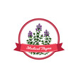© Kseniia - Medical thyme logo with hand drawn elements. Vector illustration in colored sketch style isolated on white background