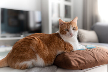 Poster - brown and white cat with yellow eyes lying on a pillow, looks at the camera