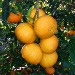 Wall Mural - Ripe citrus fruits grows on the citrus agricultural plantation 