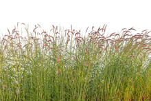 Reeds Of Grass Isolated And White Background.