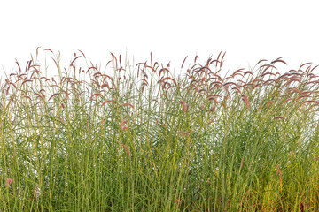 Reeds of grass isolated and white background.