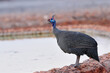 Helmeted guineafolw at a waterhole
