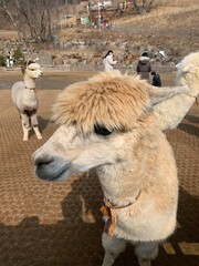 two alpaca