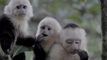 White Faced Capuchin Monkey Family In A Rainforest In Costa Rica