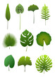 Vector set of tropical leaves. Design elements.