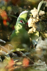 Wall Mural - The Knysna turaco (Tauraco corythaix) on the bush. Green turaco with a red eye and beak and a white tuft in the thick bushes.