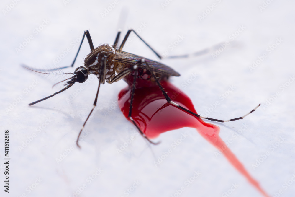 Mosquitoes are natural blood-sucking insects that inflict pain on human ...