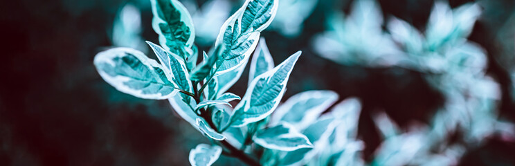 Wall Mural - Green plant botanical natural background