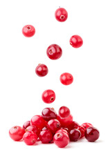 Cranberries Fall On A Pile On A White Background, Levitating Cranberries. Isolated