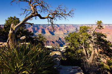 Sticker - Tree in Grand Canyon national park, USA