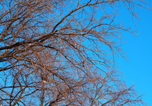 Blue Azure February Sky With Bare Branches Of Oak. Spring Is Coming.