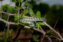 Variegated Bush Snake In A Tree