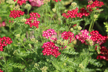 Red Common Yarrow (Achillea Millefolium) - Honey Plant And Garden Perennial Growing In The Northern Hemisphere