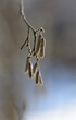 Macro photography of a birch earring. Betula pendula in winter