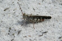 Mottled Sand Grasshopper On The Ground, Closeup