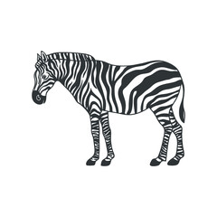 Wall Mural - African zebra isolated on white. Vector illustration.