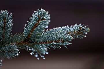 Wall Mural - Macro close up of Blue Spruce fir tree branch with drops of water rain or dew.