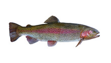 Rainbow Trout Salmon Fish Isolated On White Background