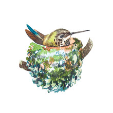 Watercolor Bird In Nest. Hand Draw Watercolor Illustrations On White Background. Easter Collection.