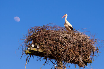 White stork in a nest in spring against a clear blue sky