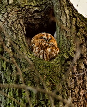 Brown Owl In The Hollow. Tawny Owl (Strix Aluco) In Polish: Puszczyk Zwyczajny