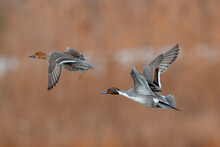Northern Pintail Pair In Flight Over Wetland Habitat
