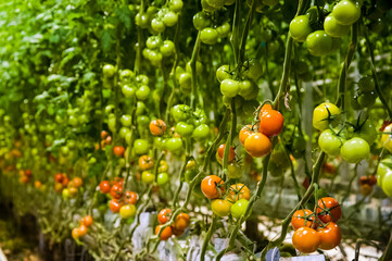  Ripe tomato plant growing in greenhouse