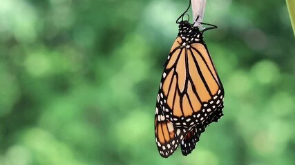 Wall Mural - Male Monarch Butterfly, Danaus plexippuson, drying wings on chrysalis opens antennae moves back and forth