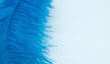 Blue Ostrich Feather Close Up. Abstract Background. Free Space For Text On The Right