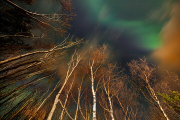 Wall Mural - aurora northern lights