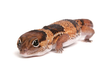 Sticker - African Fat-tailed Gecko