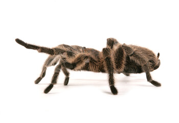 Wall Mural - Chilean rose tarantula