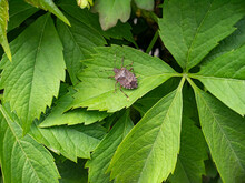 Halyomorpha Halys, Brown Marmorated Stink Bug On A Leaf.