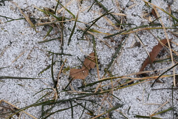 Wall Mural - Snow Pellets in Grass