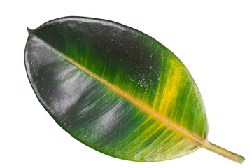 Wall Mural - Yellow leaf of Ficus Elastica isolated on a white background.