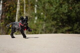 Fototapeta Dmuchawce - Radosny pies na spacerze