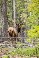 Spring Bull Elk In Forest With Velvet Antlers