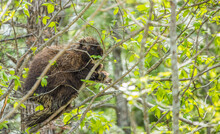 Porcupine Climbing In Tree Top