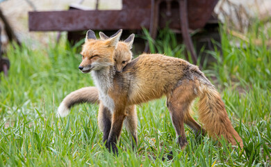 red fox mothers with kits playing in rusty equipment 