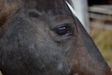 Horse Eye Dark Brown