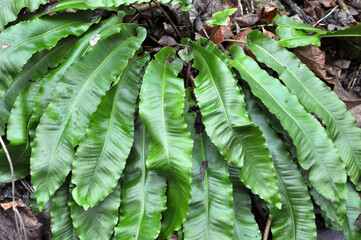 Poster - In the wild, fern Asplenium scolopendrium grows