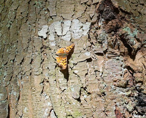 Painted Lady butterfly on the bark of the tree close-up.