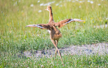 Baby Sandhill Crane Colt With Mother Learning To Fly