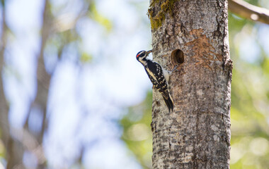 male hairy woodpecker feeding young in nest