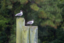 Sea Gulls Perched On Posts